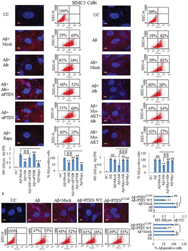 Figure 8. Knockdown of PTEN and overexpression of AKT reversed the clearance of Aβ caused by alborixin. (A) Confocal microscopy and flow cytometric analysis for clearance of amyloid beta (Aβ1-42-HiLyte Fluor 555) in siPTEN-transfected and alborixin-treated HMC3 cells. (B) Analysis for Aβ clearance in Myr-AKT delta4-129-transfected HMC3 cells after treatment with alborixin. (C) WT PTEN overexpression independent of alborixin caused clearance of Aβ, whereas, the catalytically inactive mutant PTENC124S did not have any effect on the clearance of Aβ in HMC3 cells. Confocal images of HMC3 cells were taken after treatment with Aβ and alborixin (125 nM) for 12 h. Average RFI of at least 500 cells was used to calculate final average for the same sample from 3 independent experiments (3n). Scale bar used in confocal images: 10 µm. The X axis of dot plots in Figure 8A-C represents Aβ1-42-HiLyte Fluor 555 fluorescence. Statistical comparisons for Figure 8A-C were made by using Bonferroni test. p values ***p < 0.001, **p < 0.01, *p < 0.05 or @@@p < 0.001, @@p < 0.01, @p < 0.05.