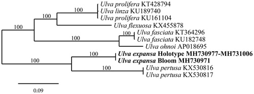 Figure 1. Maximum likelihood phylogram of the holotype of Ulva expansa, the green tide forming U. expansa, and related Ulvales mitogenomes. Numbers along branches are RaxML bootstrap supports based on 1000 nreps. The legend below represents the scale for nucleotide substitutions.