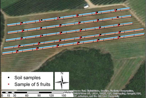 Figure 1. Fruit sample (red dots) and soil samples (black dots), within the 20-m sections where fertilizer applied uniformly (orange areas) and in variable rates (blue areas) in the orchard