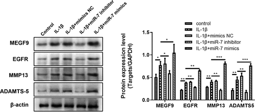 Figure 3. miR-7 regulates MEGF9 to affect cartilage degradation related proteins. The western blot and quantitative analysis of MEGF9, EGFR, MMP13 and ADAMTS-5 expression regulated by miR-7 in OA cells with different treatments. *P < 0.05, **P < 0.01, ***P < 0.001