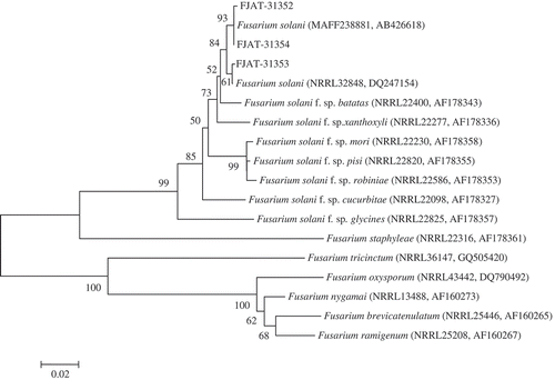 Fig. 4 Phylogenetic tree constructed with sequences of partial translation elongation factor-1α (TEF) of isolates FJAT-31 352, FJAT-31 353 and FJAT-31 354 obtained in this study, and gene sequences of the closest known relatives of F. solani, inferred by the neighbour-joining method and reference sequences retrieved from GenBank and Fusarium MLST database. The per cent bootstrap support values (1000 replications, ≥50%) are shown in the branches. Bar = number of nucleotide substitutions per site. NRRL = ARS Culture Collection National Center for Agricultural Utilization Research, Peoria, Illinois, USA. MAFF = Ministry of Agriculture, Forestry and Fisheries, Tokyo, Japan.