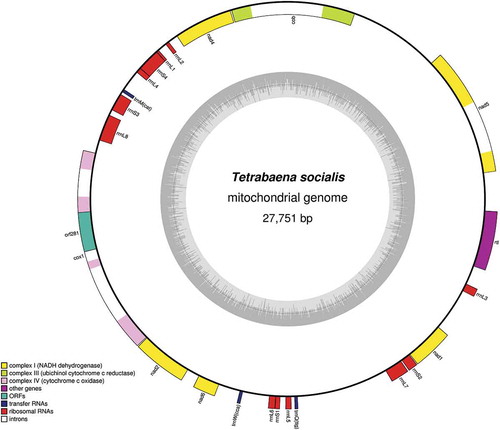 Fig. 1. The mitochondrial genome of T. socialis maps as a 27 751 bp circular molecule. The transcriptional polarity of genes can proceed in a clockwise (inside of circle) or anti-clockwise (outside of circle) direction. Inner grey circle denotes AT content. Image generated using OrganellarGenomeDraw.