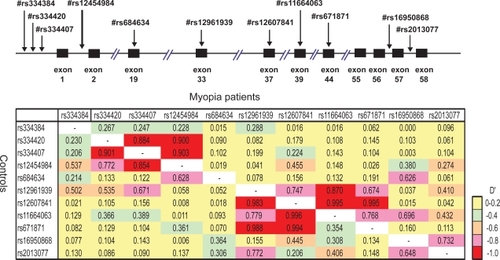 Figure 2 LD patterns of the LAMA1 locus. Pairwise LD between SNPs within LAMA1 locus are evaluated by D′ Structures of low to high LD in the LAMA1 locus are shown in colored region. The case is above and the control is below the diagonal line.