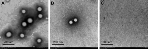 Figure 3 TEM image of PLGA NPs (A). TEM images of perilymph in the experimental group after intratympanic injection of PLGA NPs for 30 minutes (B) and blank group (C).Abbreviations: TEM, transmission electron microscope; PLGA NPs, poly (lactic-co-glycolic acid) nanoparticles.