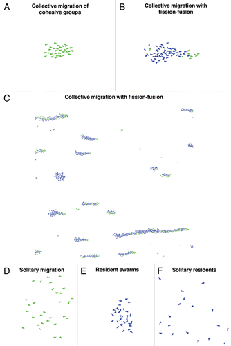 Figure 1 Spatial organization of evolved migratory populations. We assume positive x-axis (i.e., from left to right) to be the direction of environmental gradients. Individuals are represented by triangles. Green (light grey in black and white) color indicates relatively high gradient detection ability while the blue (dark in black and white) indicates lack of gradient detection ability.