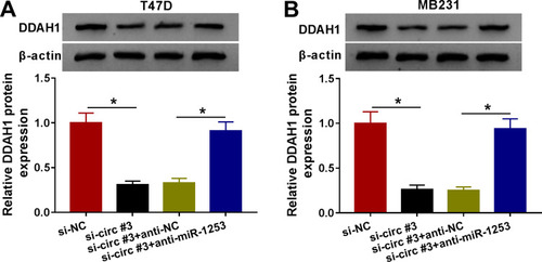 Figure 6 Circ_0004771 regulates DDAH1 expression via miR-1253. (A, B) Western blot analysis of DDAH1 expression in T47D and MB231 cells transfected with si-NC, si-circ#3, si-circ#3 + anti-NC or si-circ#3 + anti-miR-1253. *P<0.05.