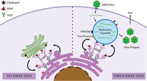 Figure 3. MCS between virus-induced replication organelles and cellular organelles.