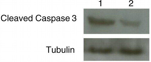 Fig. 5 Western blot analysis. Arsenite toxicity induced overexpression of cleaved caspase-3. Lane 1: treated cells; lane 2: control (untreated cells).