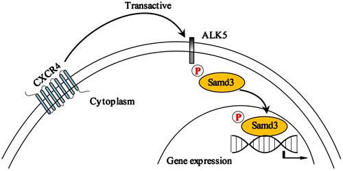 Figure 5 Schematic depicting the mechanism underlying CXCR4/ALK5/Smad3 signaling in rats with CIBP. In the lumbar spinal cord, CXCR4-mediated transactivation results in increased activity of the ALK5/Smad3 signaling pathway which contributes to development of CIBP in rats.