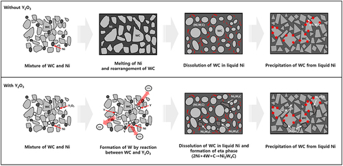 Figure 3. Schematic of the microstructure evolution during sintering of WC – Ni – Y2O3 composites.
