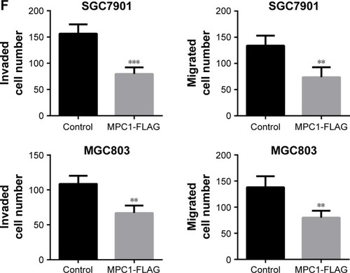 Figure 4 Overexpression of MPC1 attenuated the proliferative, migrating, and invasive abilities of human GC cells.