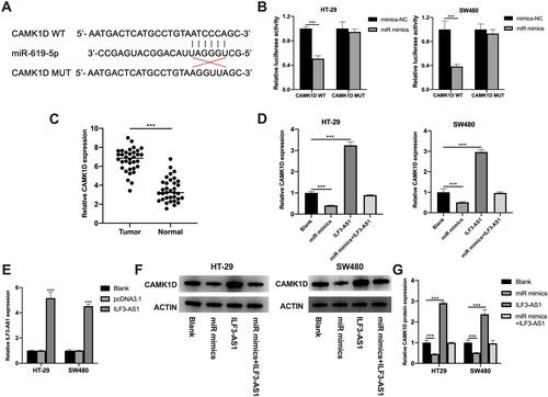 Figure 4 CAMK1D was a direct target of miR-619-5p. (A) Predicted binding sites of CAMK1D and miR-619-5p. (B) Luciferase activities of HT-29 and SW480 co-transfected with miR mimics/mimics-NC and luciferase reporters harboring CAMK1D MUT or CAMK1D WT. (C) The expression of CAMK1D in COAD tissues and adjacent normal controls by RT-qPCR. (D) The expression of CAMK1D in the blank, miR mimics, ILF3-AS1 overexpression (ILF3-AS1) and miR mimics+ILF3-AS1 overexpression (miR mimics+ILF3-AS1) group tested by RT-qPCR in HT-29 and SW480 cells. (E) The expression of ILF3-AS1 after ILF3-AS1 plasmid transfection in HT-29 and SW480 cells tested by RT-qPCR. (F) The protein expression of CAMK1D in the blank, miR mimics, ILF3-AS1, and miR mimics+ILF3-AS1 group in HT29 and SW480 cells. (G) The statistical results of the protein expression. ***P<0.001.