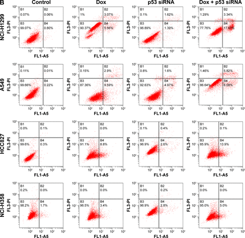 Figure S1 Cell viability (A) and apoptosis (B) in doxorubicin (Dox)-treated non-small cell lung cancer cells before and after p53 knockdown. * represents statistical significance with P<0.05.