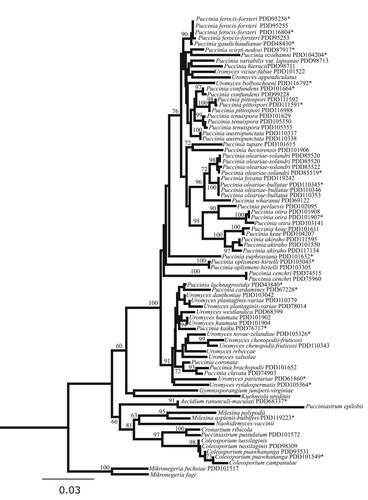 Figure 2. Phylogram obtained from maximum likelihood analysis of nuclear ribosomal DNA internal transcribed spacer region 2 - large subunit sequences (rDNA ITS2-LSU) sequences. The topology was rooted with Mikronegeria fuchsiae and M. fagi. Bootstrap support values (>60%) from a maximum likelihood search with 1000 replicates shown. Epitypes and holotypes are denoted with *.
