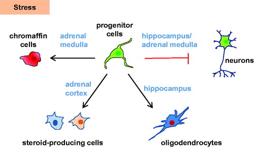 Figure 1. Nestin-positive cells in the brain-HPA axis and their role in stress. Under normal conditions, Nestin-positive stem cell/progenitor populations in the hippocampus and adrenal are quiescent. Under stress, differentiation into chromaffin cells (adrenal medulla), steroid-producing cells (adrenal cortex), or oligodendrocytes (hippocampus) is enhanced. Conversely, neurogenesis in the hippocampus and adrenal medulla is decreased under stress.