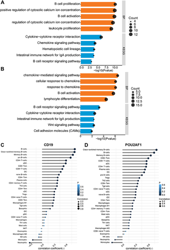 Figure 4 The enriched biological process of DEGs in high- and low- CD19 or POU2AF1 expression groups and immune correlation analysis in GSE76925. (A) GO-BP and KEGG pathway enrichment analysis of DEGs in high- and low- CD19 expression groups. (B) GO-BP and KEGG pathway enrichment analysis of DEGs in high- and low- POU2AF1 expression groups. The x-axis depicts the –log10 (P-value). The y-axis lists the enriched functional terms. (C) Correlation between CD19 and immune cells in COPD. (D) Correlation between POU2AF1 and immune cells in COPD. The size of the dots represented the strength of the correlation between genes and immune cells; the larger the dots, the stronger the correlation, and the smaller the dots, the weaker the correlation. The color of the dots represented the P-value, the blacker the color, the lower the P-value, and the bluer the color, the larger the P-value.