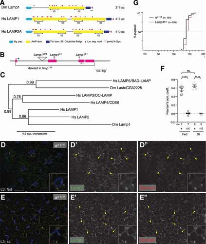 Figure 1. Lamp1 mutants are viable and have no developmental delay. (A) Schematic comparing Drosophila Lamp1 with human LAMP1 and LAMP2A. Note that Lamp1 has only one lumenal LAMP domain. The green bar indicates the peptide region used to raise the Lamp1 antibody. (B) Schematic of Lamp1 locus with mutant alleles indicated. UTRs are in gray, coding sequence in magenta. Lamp16.1 contains two frame shifts (*) at the positions of both gRNAs used to induce it. Arrows depict location of RT-PCR primers. (C) Bayesian phylogenetic tree of indicated LAMP proteins. Numbers indicate bootstrap values. (D, E) In 3rd instar larval fat body under fed (C) and starved conditions (D), Lamp1 colocalizes with TRITC-Dextran-labeled endolysosomes (examples marked by yellow arrowheads). Single channel images show Lamp1 (D’, E’) and Dextran (D”, E”), respectively. Insets show enlarged section indicated by dotted squares. Nuclei are in blue. Scale bars: 20 µm (10 µm in insets). (F) Pearson’s correlation coefficient for the colocalization of Lamp1 with TRITC-Dextran under indicated conditions. As control, one channel was rotated (rot) by 180°. One-way ANOVAs (Tukey correction) P < 0.0001; ****, P < 0.0001; ns, not significant. (G) Quantification of pupation timing shows that Lamp16.1 mutants have no developmental delay. n indicates total number of pupae scored.