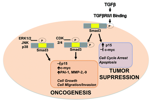 Figure 4. Model for dichotomous Smad3 signaling. Differential phosphorylation of Smad3 results in the induction of TGFβ-mediated tumor suppressive genes in early-stage breast cancer cells or oncogenic genes in late-stage breast cancer cells. Nuclear kinases CDKs 2/4 phosphorylate Smad3 after pSmad3C translocates into the nucleus, while cytoplasmic MAPKs can phosphorylate Smad3 inducing nuclear activation independent of TGβRI phosphorylation.