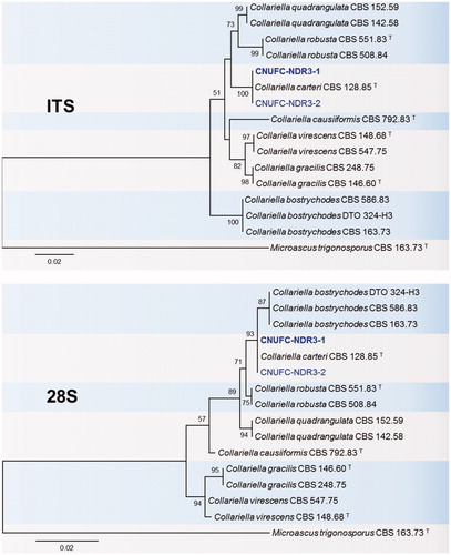 Figure 3. Phylogenetic tree based on neighbor-joining analysis of internal transcribed spacers (ITS rDNA) and 28S rDNA sequences of C. carteri CNUFC-NDR3-1 and C. carteri CNUFC-NDR3-2. Microascus trigonosporus was used as an outgroup. Bootstrap support values of ≥50% are indicated at the nodes. The bar indicates the number of substitutions per position.