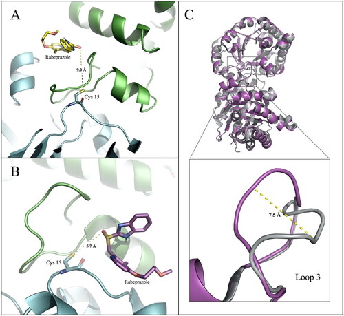 Figure 9. Cartoon and stick representations of molecular docking in Rbz vs TcTIM. The crystallographic structures of (A) non-derivatized TcTIM (1tcd), and (B) derivatized-TcTIM with DTBA (2oma) were used with the 3D coordinates of the ligand Rbz; green and cyan colours represent each subunit of the dimeric protein. (C) The crystallographic structures of 1tcd (purple) and 2oma (gray) were superimposed obtaining an overall RMSD of 0.366 Å for C-α. Despite significant structural coincidence, loop 3 of 2oma is displaced 7.5 Å with respect to 1tcd, (zoom view in panel (C). The figures were modelled with PyMol Molecular Graphics System software (version 2.5.0, Schrödinger, LLC, New York, NY, USA).