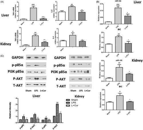 Figure 7. Curcumin suppresses the levels of miR-155 and BIC in sepsis mice. (A) mRNA levels of TNF-α and IL-6 in liver and kidney tissues were measured. (B) mRNA levels of miR-155 and BIC expression in tissues were measured by Q-PCR. (C) Western blot analysis of the levels of PI3K p85α, p-p85α, AKT and P-AKT, bands were quantified using Image J software. (#p < 0.05, ##p < 0.01, ###p < 0.001 vs control; *p < 0.05, **p < 0.01, ***p < 0.001 vs LPS alone).