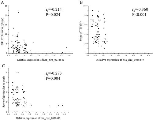 Figure 5. Correlation between hsa_circ_0036649 expression and 24 h Proteinuria, renal fibrosis pathological parameters. (A) Spearman correlation between hsa_circ_0036649 and 24 h Proteinuria (rs = −0.214, p = .024). (B) Spearman correlation between hsa_circ_0036649 and score of TIF (rs = −0.360, p < .001). (C) Spearman correlation between hsa_circ_0036649 and score of glomerular sclerosis (rs = −0.273, p = .004).