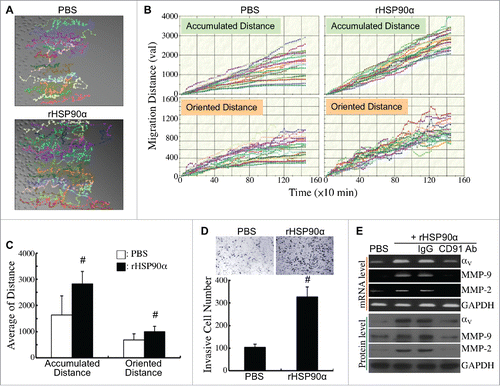 Figure 9. Induction of HPDE cell migration and invasion by eHSP90α. (A) Cell migration tracks of HPDE cells treated with PBS or 15 μg/ml of rHSP90α. Cell migration was monitored for 24 h using time-lapse photography, and the movement tracks of twenty randomly selected PBS or rHSP90α-treated HPDE cells were analyzed by Image-Pro Plus software. (B) Quantification of the accumulated and oriented migration distances of the PBS or rHSP90α-treated HPDE cells selected in panel A. (C) Comparison of the average accumulated migration distances and oriented migration distances between the PBS and rHSP90α-treated HPDE cells. The data are expressed as mean ± SD values of three independent experiments. #, P < 0.05 when compared with the data of PBS-treated cells. (D) Transwell invasion assays of PBS or rHSP90α-treated HPDE cells. HPDE cells, incubated with or without 15 μg/ml of rHSP90α, were seeded in the top chambers of the Transwell inserts, and allowed to invade through the Matrigel for 16 h. Invasive cells on the filters of the Transwell inserts were counted by Image-Pro Plus software. The mean ± SD values of three independent experiments are shown. #, P < 0.05 when compared with the data of PBS-treated cells. (E) mRNA and protein levels of integrin αV, MMP-2, and MMP-9 in HPDE cells treated with PBS, 15 μg/ml rHSP90α, or 15 μg/ml rHSP90α plus control IgG or anti-CD91 antibody.