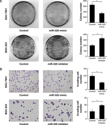 Figure 2 Effects of miR-320 on cell proliferation and invasion in gastric cancer.