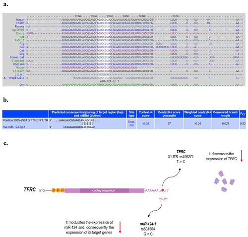 Figure 1. a. The white highlighted sequence shows the corresponding perfect base pairing site between miR-124-1 and TFRC 3’ untranslated region (UTR) mRNA, named seed sequence. This sequence in the miRNA binding site at TFRC 3’UTR is highly conserved among different species. b. Predicted seed pairing of miR-124-1 with the target region on TFRC 3’UTR. c. Functional role of polymorphisms in TFRC and MIR-124-1 included in this study. References: TargetScanHuman database 7.2 (https://bit.ly/3ttzjpk); Ensembl (https://bit.ly/3o1utP0; https://bit.ly/3tD2ma5); (Serre et al., Citation2008); (Qi et al., Citation2012). Created with BioRender.com.