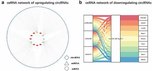 Figure 5. ceRNA network (a) Upregulated circRNA ceRNA network. The red diamonds stand for upregulated circRNAs, the green triangles represent down-regulated miRNAs, and the blue ovals denote upregulated miRNAs. (b) Down-regulated circRNA ceRNA networks in CNI-ED