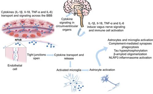 Figure 1 Schematic representation of the systemic process of inflammation in AD neuroinflammation.