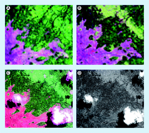 Figure 5.  Satellite imagery from (A) Landsat thermic mapping sensor in 1990, (B) Landsat enhanced thermic mapping plus sensor in 2000, (C) KOMPSAT-2 sensor in 2010 in multispectral mode with 4 m × 4 m resolution and (D) KOMPSAT-2 sensor in 2010 in panchromatic mode with 1 m × 1 m spatial resolution for a sample unit in Papua New Guinea.