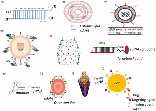 Figure 4. Various types of siRNA cancer therapeutics: (a) siRNA strand chemical modification, (b) Lipoplexes, (c) stable nucleic acid-lipid particles (SNALPs), (d) polymer-based delivery, (e) dendrimer-siRNA conjugate, (f) conjugate siRNA delivery, (g) aptamer-siRNA chimaeras, (h) quantum dot complexed with siRNA, (i) carbon nanotube-siRNA conjugate, (j) gold nanoparticles.