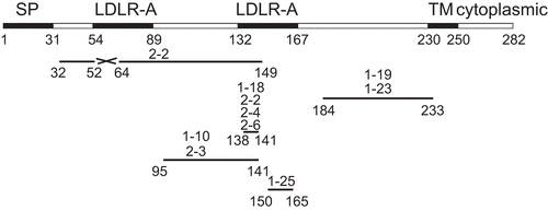 Figure 3.  Diagrammatic representation of antibody binding regions within the TCblR protein. The peptide fragment reacting with specific antibody was identified from the ELISA data in Table 1.