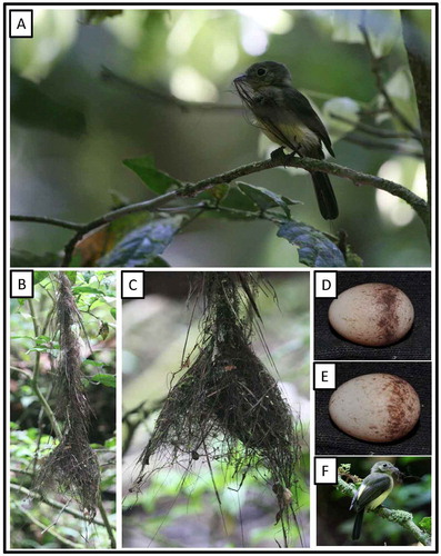 Figure 20. Photo-documentation of avian species during the faunal inventory in the vicinity of Boanamo, Orellana Province, Ecuador, 200–270 m. Adults, nest, and eggs of Sulphur-rumped Flycatcher Myiobius b. barbatus. (A) Adult with nesting material; B–C) Nest; D–E) Eggs; (F) Adult with nesting material. Photos H. F. Greeney.