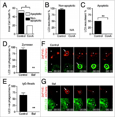 Figure 6. LC3 recruitment during LAP and entosis is dependent on V-ATPase activity. (A) Quantification of entotic inner cell death over 20 h with or without Concanamycin A (ConA, 100 nM). Data are mean ± SEM of 3 separate experiments; P < 0.05 *. (B and C) Quantification of LC3 recruitment to entotic vacuole with or without ConA (100 μM) during (B) nonapoptotic or (C) apoptotic death of inner cells. Data are mean ± SEM of 3 separate experiments; P < 0.002 **; N/A, not applicable. (D and E) Quantification of GFP-LC3 recruitment to (D) zymosan phagosomes in RAW264.7 cells and (E) IgG-coated bead phagosomes in IFNG-treated RAW264.7 cells. Data are mean ± SEM of 3 separate experiments; P < 0.002 **. (F and G) Confocal time-lapse images of GFP-LC3 and 2xFYVE-mCherry in RAW264.7 cells during zymosan phagocytosis with or without Baf (100 μM). Arrows point to 2xFYVE recruitment and GFP-LC3 lipidation as indicated. Bar = 3 μm.