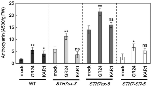 Fig. 7. Effect of strigolactone and karrikin on anthocyanin content.