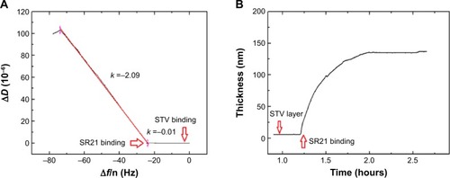 Figure 2 Kinetic study on the phage immobilization.Notes: (A) ΔD – Δf plots showing adsorption of STV (black solid line) and SBP displaying phage SR21 (red solid line). (B) Estimated thickness of the SBP displaying phage SR21 layer. The red arrows indicate the time of addition of the sample.Abbreviations: STV, streptavidin; SBP, streptavidin-binding protein.