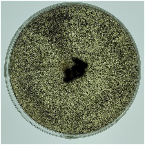 Figure 1. Isolation of the brewing fungus Rhizopus microspores. Photo of the species was taken by Qiang Li.