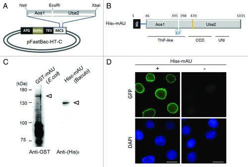 Figure 2. Construction of the mAU baculovirus/insect expression vector and the in situ SUMOylation assay using the recombinant His6-mAU. (A) Mouse AU was amplified and cloned into NotI and XhoI sites of the multi-cloning site of pFastBac-HT-C. The pFastBac-HT-C vector plasmid is designed to express inserted gene fragments in the multi-cloning site as fusion proteins with an N-terminal 6 × His-tag sequence (His6) followed by the Tobacco Etch Virus (TEV) protease cleavage site. Thus, 45 residues including the His6 and TEV recognition/cleavage regions were present in our construct. These additional residues were considered to not influence SUMO-E1 enzymatic activity of mAU. The EcoRI site inserted between the Aos1 and Uba2 fragments is indicated. ATG, start site; Six × His, hexa-histidine tag sequence; TEV, TEV-protease recognition site and cleavage site; MCS, multi-cloning sites. (B) Schematic representation of His6-mAU recombinant protein. The numbers show amino acid residues. There are two amino acid residues between Aos1 and Uba2, glutamic acid (E), and phenylalanine (F), which were derived from the linker fragment of the EcoRI site (see the plasmid map in [A]). (C) Comparison of bacteria expressed and baculovirus-insect cell-expressed mAU proteins. Total lysate from either GST-mAU-expressing E. coli or His6-mAU expressing baculovirus-insect cells was subjected to immunoblot analysis using an anti-GST or anti-His6 antibody, respectively. Positions of full-length GST-mAU and His6-mAU recombinant proteins are indicated by arrows. Protein size markers are shown on the left. (D) Application of His6-mAU recombinant protein to the in situ SUMOylation assay.Citation29,Citation30 HeLa cells were permeabilized with 0.01% digitonin followed by 4% paraformaldehyde fixation. Twenty μl of the in situ SUMOylation buffer containing Ubc9, GFP-SUMO-1, and Mg2+-ATP, supplemented with (+, left column) or without (−, right column) the His6-mAU recombinant protein. After incubation for 20 min at 18 °C, GFP (upper panel) and DAPI (bottom panel) signals were observed by fluorescence microscopy. Bars indicate 10 μm.