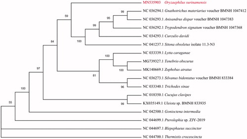 Figure 1. The maximum-likelihood phylogenetic tree of O. surinamensis and 16 other Cucujiformia beetles based on mitogenome DNA sequences.