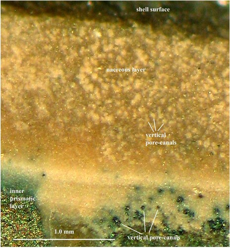 Figure 4. Cosmoceras sp. Specimen no. Mo 199804. Horizontal section of the shell wall; note the vertical pore-canals with pyritic walls in the inner prismatic layer; in the nacreous layer the canal walls are partially dissolved and appear as spots.