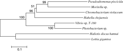 Figure 3. A phylogenetic tree based on the deduced amino acid sequences of HdMP and other MPs. A phylogenetic tree of the aligned sequences was constructed using the NJ algorithm within MEGA version 4.0. The degree of confidence for each branch point was determined using bootstrap analysis with 1000 repetitions. The scale bar shows the number of substitutions per base.