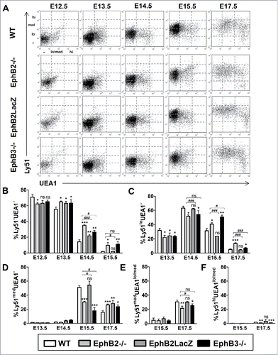 FIGURE 2. Maturation of the TEC subsets defined by Ly51/UEA1 expression during fetal development (E12.5-E17.5) in both WT and EphB-deficient mice. (A) Dot plots, representative of the performed analyses gating in total WT and mutant EpCAM+CD45− epithelial cells, show the maturation of distinct cell subsets defined by Ly51 and/or UEA1 expression. (B) Proportions of both WT and mutant thymic Ly51−UEA1− cells throughout embryonic development. (C) Proportions of both WT and mutant thymic Ly51loUEA1− cells during development. (D) Changes in the proportions of thymic Ly51medUEA1− cells in WT and mutant embryonic thymuses. Proportions of both Ly51medUEA1lo/med (E) and Ly51hiUEA1lo/med (F) cell subsets during embryonic development of WT and mutant thymuses. The significance of the Student's t-test probability is indicated as *p ≤ 0.05; **p ≤ 0.01; ***p ≤ 0.005; or #p ≤ 0.05; ###p ≤ 0.005. ns: non-significant.