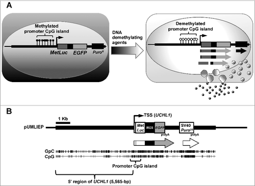 Figure 1. Strategy to construct the detection system for DNA demethylating agents.