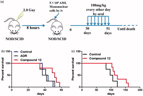 Figure 10. Compound 12 prolonged the lifespan of mice in two patient-derived xenograft mice models. (a) The flowchart of establishing patient-derived xenograft mice model. (b) The lifespan of the first AML patient-derived xenograft mice model which was orally administrated with 12 with a dose of 100 mg/kg was extended compared to the control group and ADR group. (c) The lifespan of the second AML patient-derived xenograft mice model which was administrated with 12 was improved compared to the control group.