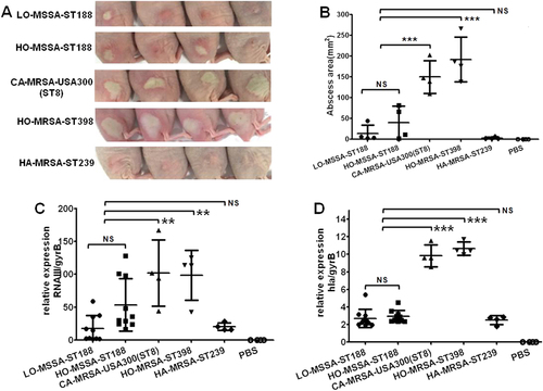 Fig. 5 The ability of host-adapted S. aureus ST188 to cause invasive infection.a Representative abscesses on day 2 after infection (4 isolates were randomly selected/lineage). Each mouse (one mouse/isolate) received 5 × 107 CFUs on the right dorsum by intradermal injection. Control animals (n = 4) received only sterile PBS. b Abscess areas (=π (length × width)/2) on day 2 after infection. c, d Quantitative RT-PCR analysis of RNAIII and hla gene expression in randomly selected ST188 (10 isolates were randomly selected), CA-MRSA USA300(ST8), HO-MRSA ST398, and HA-MRSA ST239 (4 isolates were randomly selected/lineage), from cells grown to the late logarithmic growth phase (4 h). **, P < 0.01; ***, P < 0.001; NS, not significant (P ≥ 0.05)