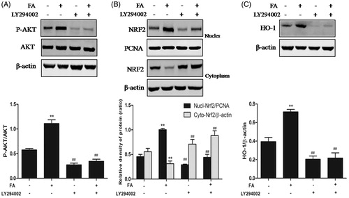 Figure 5. Effects of the PI3K/Akt pathway on FA-induced Nrf2 nuclear translocation and HO-1 expression. (A, B and C) IEC-6 cells were pretreated with 10 μM LY294002 for 1 h and then treated with 20 μM FA for 4 h. The levels of Nrf2, P-Akt and HO-1 protein were determined by Western blot analysis. PCNA was used as a nuclear loading control. Data are presented as the means ± SEM of three independent experiments. Statistical analysis was performed by using one-way ANOVA and Tukey’s test. **p < .01 compared to the control group; ##p < .01 compared to the heat stress-treated group.
