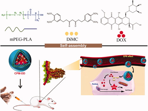 Figure 1. Schematic representation of the self-assembly complex nanomicelles of CPM-DD for tumor targeting therapy.