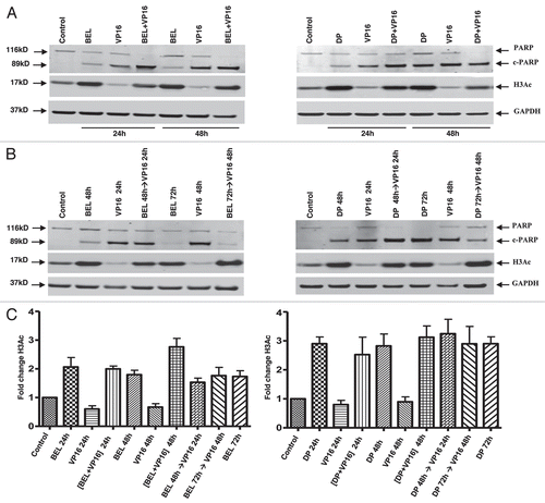 Figure 3 PARP degradation but not H3 acetylation depends on the schedule of drug administration. H146 cells were treated with belinostat (0.3 µM) or romidepsin (1 ng/mL) and VP-16 (4 µM) for 24 h and 48 h as indicated. Protein gel blot shows degradation of PARP, appearance of cleaved PARP (89 kD), acetylated H3 (17 kD) and GAPDH used as a loading control (37 kD). (A) Effect of belinostat, romidepsin, VP-16 and simultaneous treatment. (B) Effect of belinostat, romidepsin, VP-16 or combination added sequentially, HDI→VP-16, with a 24-h delay (HDI for 48 h and VP-16 for 24 h). (C) H3 acetylation in H146 cells treated with belinostat (0.3 µM) or romidepsin (1 ng/mL) and VP-16 (4 µM). Bar graph represents quantitative analysis of H3 acetylation from immunoblots as in (A and B). Results are mean ± SD from three to four independent experiments. Data are presented for both belinostat (BEL) and romidepsin (DP) as indicated. For this and the remaining figures, the (+) symbol indicates simultaneous exposure, while the (→) symbol indicates sequential exposure.